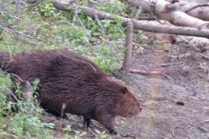 Beavers and Barns