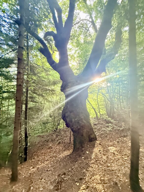 IMG_6409 Sunlight streams through a twisted, gnarled tree in a forest, creating bright lens flare behind the trunk.