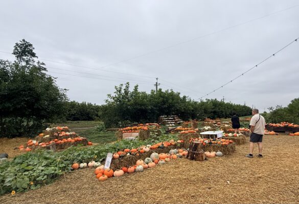 Pumpkin display at a farm: pumpkins arranged on hay bales and ground under an overcast sky, with two visitors nearby.