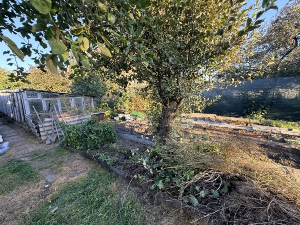 Backyard garden with a large tree, raised beds, and a weathered wooden shed with tools nearby.