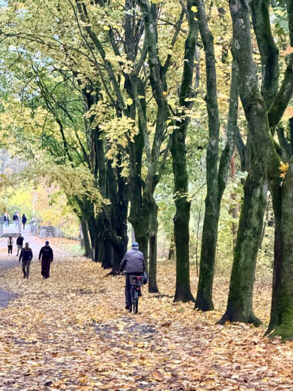 IMG_8787 Path through a park in autumn with yellow fallen leaves; a cyclist rides ahead while pedestrians walk along the path in the distance.