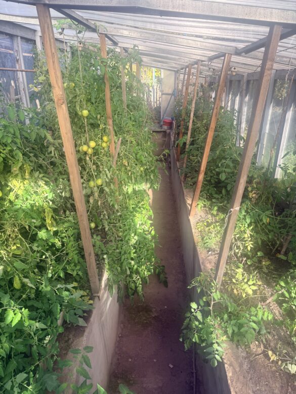 IMG_9310 Greenhouse with tomato plants supported by wooden stakes along a narrow central walkway; several ripe yellow tomatoes hang from the vines on the left side.