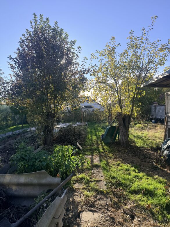 IMG_9311 A sunlit garden with two trees, a wheelbarrow, and scattered debris along a grassy path in a backyard.